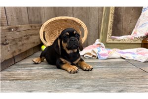 Lahman - puppy for sale