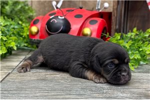 Daryn - Puggle for sale