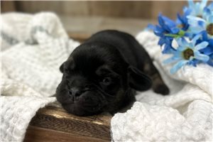 Jaxon - Puggle for sale