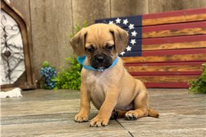 Kyle - Puggle for sale