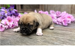 Kinsley - Puggle for sale