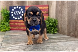 Jaye - Puggle for sale