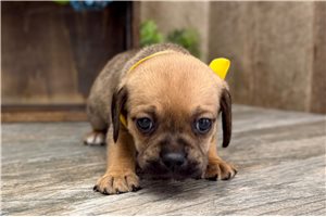 Kyler - Puggle for sale