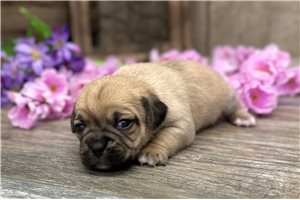 Kristine - Puggle for sale