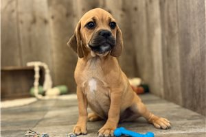 Evian - Puggle, placed in Springfield