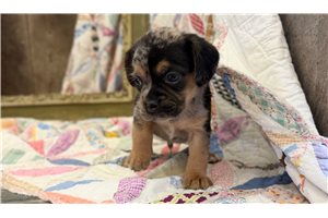 Dake - Puggle for sale