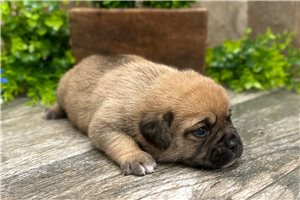 Keaton - Puggle for sale