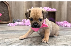 Kali - Puggle for sale