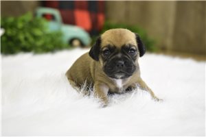Rhonda - puppy for sale