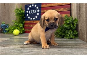 Kruz - Puggle for sale