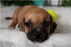 P. Phoenix（pup） 045663016487-four-paws-weewee-