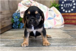 Lukas - Puggle for sale