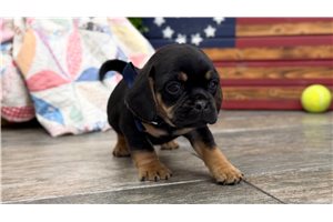 Lahman - Puggle for sale