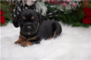 Remi - Puggle for sale