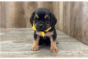 Jaxon - Puggle for sale