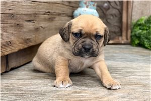 Emit - Puggle for sale