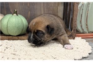 Brutus, a Puggle placed with a Pawrade family