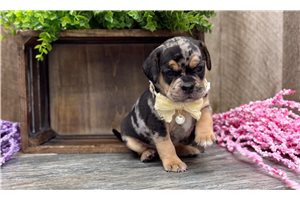 Jill - Puggle for sale
