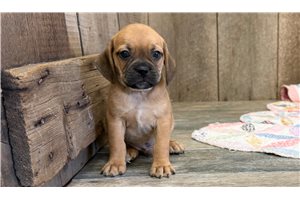 Ethan - Puggle for sale