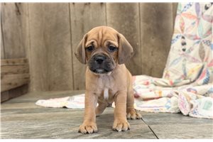 Evian - Puggle for sale