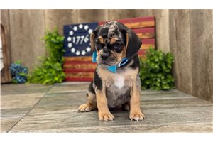 Jill - Puggle for sale