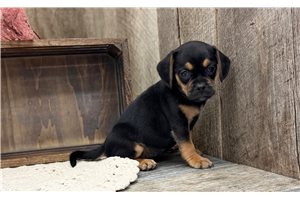 Dawn - Puggle for sale