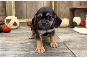 Daryn - Puggle for sale