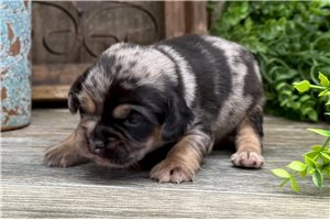 Dake - Puggle for sale