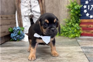 Jaxon - Puggle for sale