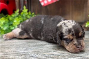 Dariel - Puggle for sale