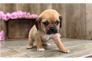 Kristine - Puggle for sale