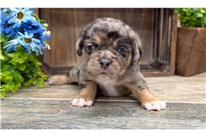 Lawsen - puppy for sale