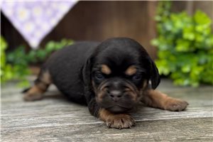 Dawn - Puggle for sale
