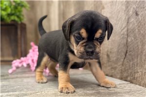 Joye - Puggle for sale