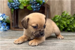 Kruz - Puggle for sale