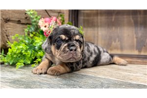 Lauren - puppy for sale