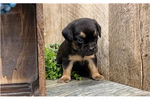 Jaxon - Puggle for sale