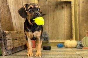 Jaxon - Puggle for sale