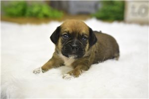 Riggs - Puggle for sale