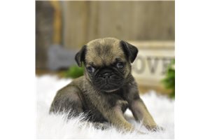 Wyoming - Puggle for sale