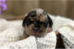 Jill - Puggle for sale