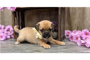 Kate - Puggle for sale