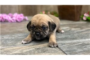 Krystal - Puggle for sale