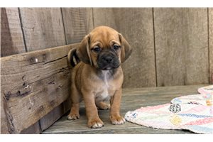 Elliott - Puggle for sale