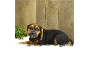 Landon - Puggle for sale