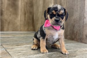 Jill - Puggle for sale