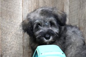 Zachary - puppy for sale
