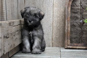 Blakley - puppy for sale