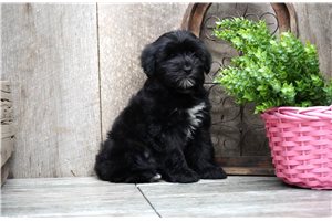 Lainey - puppy for sale