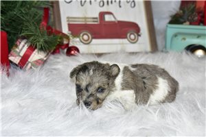 Lucky - Schnoodle for sale